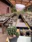 Preview: Echinopsis Hybr. rosa